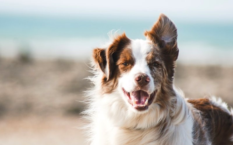 Pet insurance